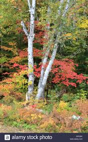 Birch Trees In Fall Photos Download This Stock Image White Birch Tree And Red Maple Fall Foliage In Algonquin Provincial Park Ontario Canada White Birch Trees Maple Falls Fall Foliage