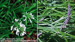 Produces dark lavender flowers in summer that are followed by purple berries in fall, creating additional interest in the landscape. Types Of Mondo Grass Dwarf Black Green With Care Guide Pictures
