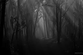 Dark Forest Wallpaper Download Free Hd Backgrounds For Desktop Mobile Laptop In Any Resolution D In 2021 Forest Wallpaper Dark Desktop Backgrounds Dark Landscape