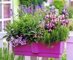 The top tip is to source dwarf varieties before planting them in pots. Plants For South Facing Sunny Balcony Garden Balcony Flower Box Window Box Flowers Balcony Flowers
