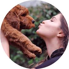 Cachorros Australian Cobberdog