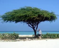 Image result for Libidibia coriaria