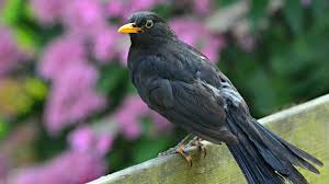 Wir möchten auch wissen, wo keine vögel sind. Amselsterben 2019 Ubertrifft 2018 So Helfen Sie Den Gartenvogeln Oko Test