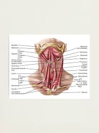But all these connective tissue coverings continue to attach the muscle to one or more bones: Anatomy Of Human Hyoid Bone And Muscles Anterior View Photographic Print By Stocktrekimages Redbubble