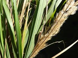 Image result for Agrostis epigejos