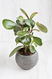 Ultimately, the spider plant is great for your cat any kind of actual hallucinogenic effect is safe, as well as according to the aspca (the american culture for the avoidance of ruthlessness to pets), the crawler plant is not hazardous to either felines or any other pets around your residence. 6 Stylish Houseplants That Are Safe For Cats And Dogs