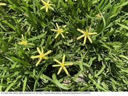 Image result for Heteranthera
