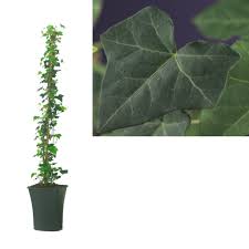 Родина — африка, юг азии, юг европы, крым. Hedera Hibernica Climbers Florastore