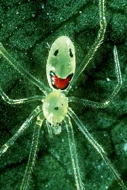 16 Unique Animals That You Probably Haven T Seen Unique Animals Spider Species Weird Insects