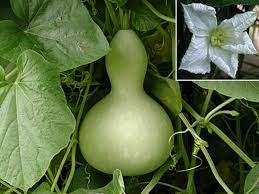 Labu translation on other language: Bottle Gourd Diya Labu
