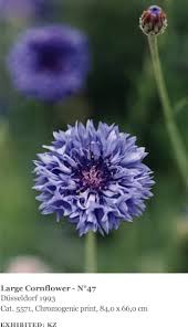 Amazing photography splash photography nature creative photography photo art white photography photography photo. Thomas Struth Photographs Dandelion Room Winterthur