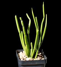 Image result for Cynanchum viminale