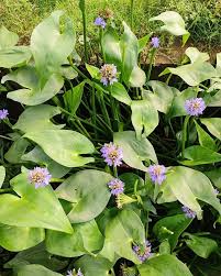 Image result for Monochoria