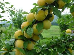 Whereas fruit trees that require pollinators include apples, pears, plums, and sweet cherries. Non Fruit Cherry Tree Shefalitayal