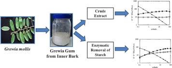 Image result for Grewia mollis