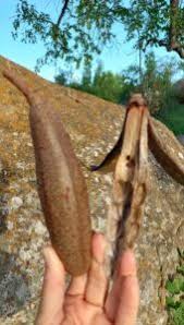 Image result for Entandrophragma caudatum