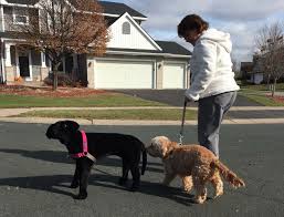 We plan to launch a mobile application that will facilitate dog waste removal and park cleanings, directly utilizing the $cpoo token. Fearful Cockapoo Gains Confidence Wag Train