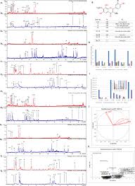 Image result for Commicarpus grandiflorus