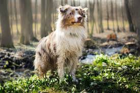 Image result for australian shepherd