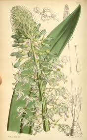 Image result for Drimia elata