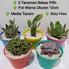 Tanaman hias ini berasal dari daerah subtropis dan tropis lembap. Tanaman Hias Kaktus Sukulen Dengan Pot 5 Pcs Terbaru Agustus 2021 Harga Murah Kualitas Terjamin Blibli