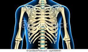Browse our library of free human anatomy images and pictures. 3d Illustration Of Human Body Ribs Cage Anatomy The Rib Cage Is An Arrangement Of Bones In The Thorax Of All Vertebrates Canstock
