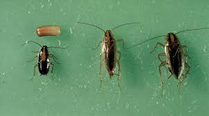 Pin On Get To Know Cockroaches