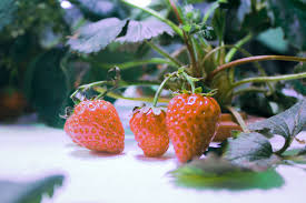 Selain kokedama, pohon bonsai juga jadi teknik bercocok tanam yang terkenal dari jepang. Cara Merawat Strawberry Berbuah Lebat Ringtimes Banyuwangi