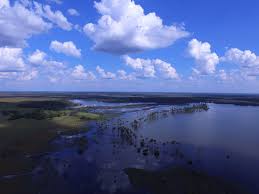 Image result for Paratheria