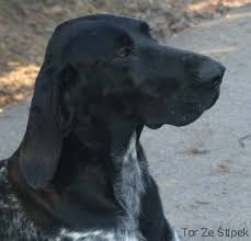 Image result for německý ohař krátkosrstý