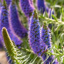Image result for Echium