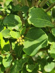 Image result for Flueggea virosa