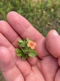 Image result for Lysimachia arvensis