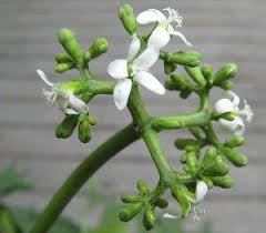 We did not find results for: Chaya Mayan Tree Spinach Tree Spinach Chaya Plant Chaya