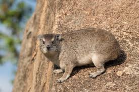 Rock hyrax stock photo. Image of wildlife, procavia, safari - 49445512