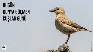 Wwf Turkiye On Twitter Dunya Gocmen Kuslar Gunumuz Kutlu Olsun