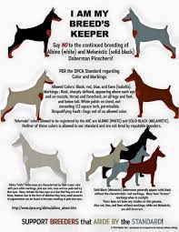 Albino Dobermans Home Facebook