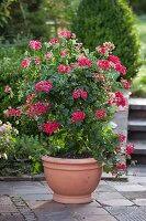 Image result for dipladenie amonea