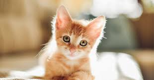 Below is a complete list of the 118 best male cat names. 100 Orange And White Cat Names For Your Sweet New Tabby