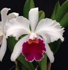 Cattleya Park Ridge Thornridge Spring Comet X C Mossiae Z 943 Cattleya Laeliocattleya White Semialba Wcl Orchid Orchidsbyhausermann Beautiful Orchids Unusual Flowers Beautiful Flowers