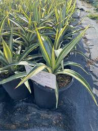 Image result for Agave sisalana