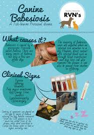 Membership is for a minimum period of 1 year. A Place To Find Hints Tips And Ask Questions Vet Medicine Veterinary Medicine Veterinary Tech