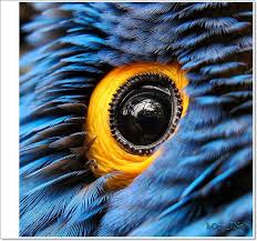 Bird With Big Eyes Name Pin By Devon Hassien On Texture Pet Birds Beautiful Birds Wild Eyes
