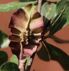 Image result for Terminalia tricristata