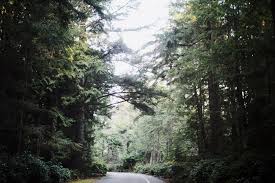 Everlasting Days Country Roads Photo Pacific Northwest