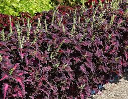 Image result for Coleus buchananii