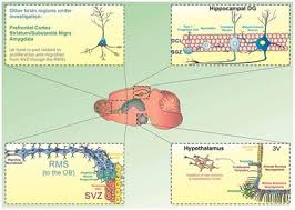 Скачать с ютуб brain test level 310. Frontiers Beyond The Hippocampus And The Svz Adult Neurogenesis Throughout The Brain Cellular Neuroscience
