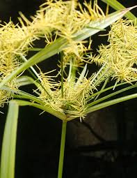 Image result for Pycreus macrostachyus