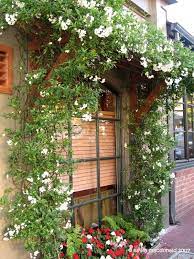 To propagate, take cuttings from summer to early autumn. Plantfiles Picture 20 Of Potato Vine Solanum Laxum Phoenix Landscaping Ideas Evergreen Climbers Evergreen Clematis