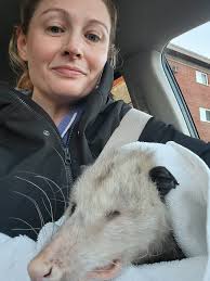 Rescuing an opossum with a traumatic brain injury